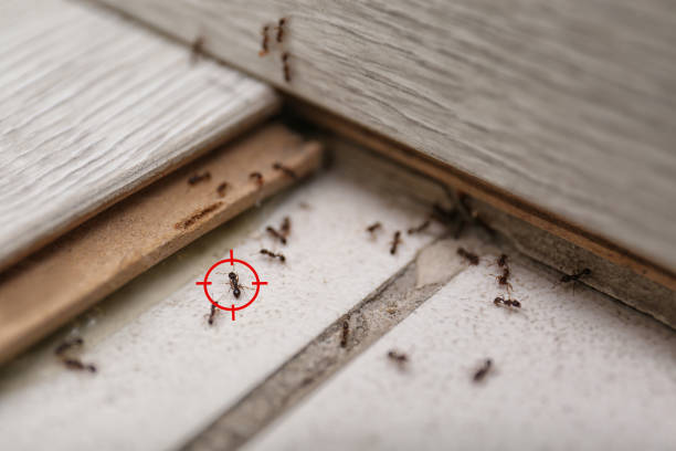 Best Cockroach Control Services  in Ovid, MI